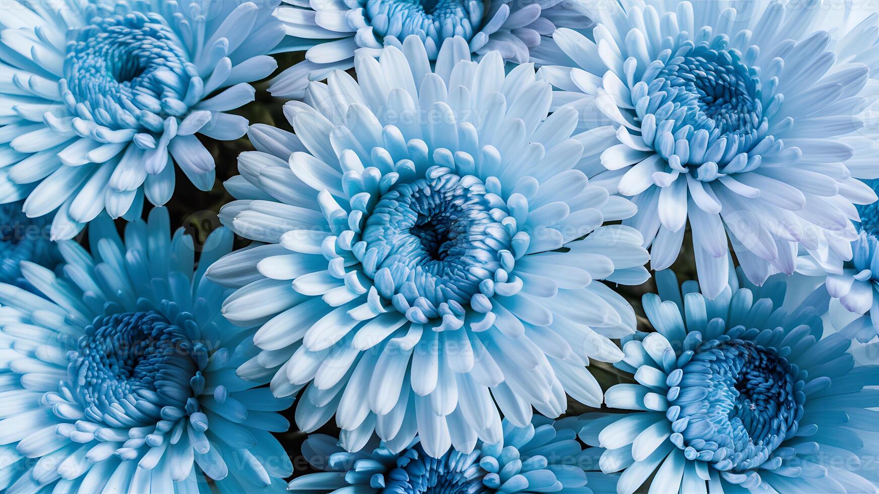 ai gegenereerd chrysant blauw bloem Aan wit geïsoleerd achtergrond, detailopname foto