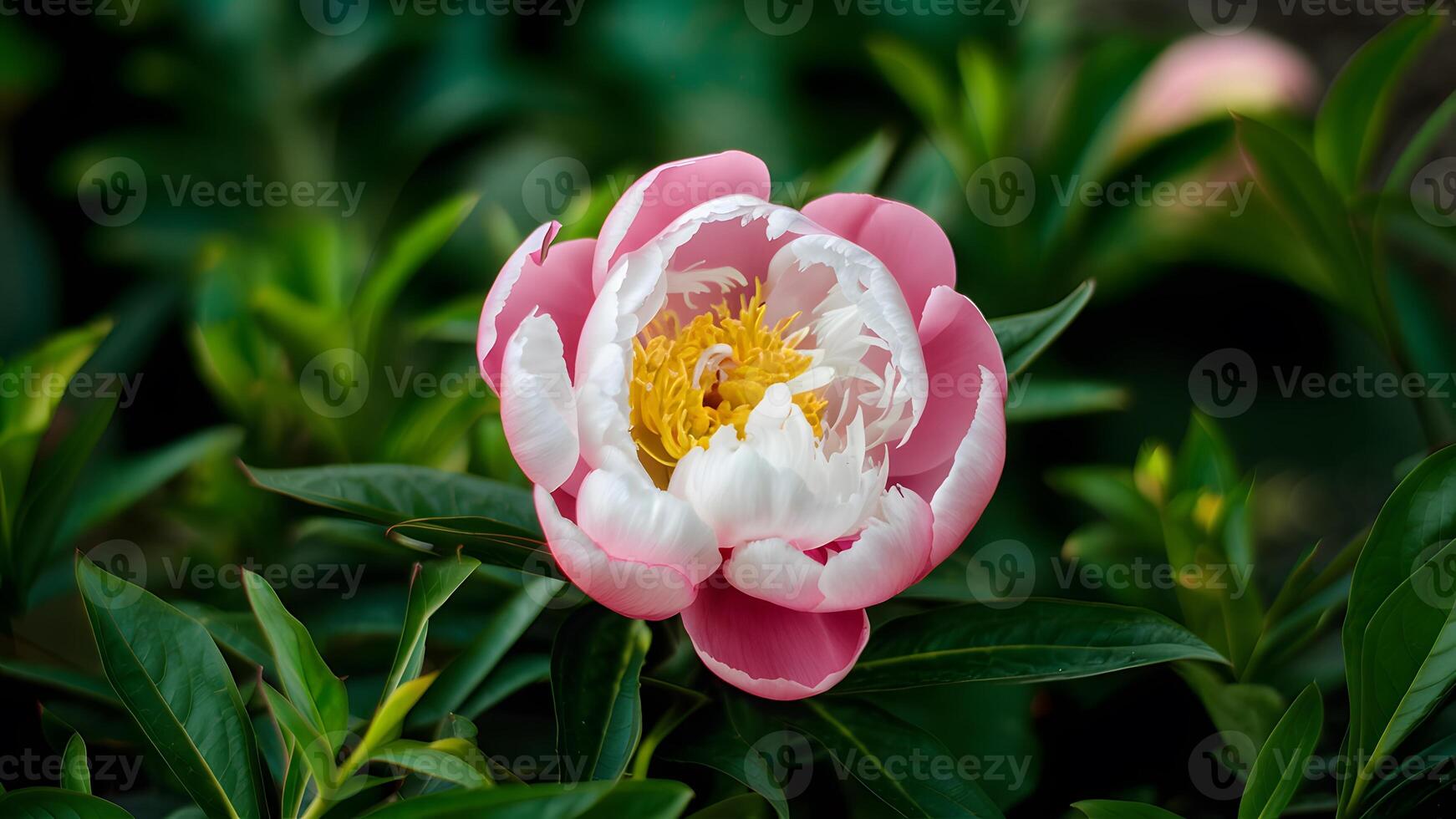 ai gegenereerd mooi bokeh verbetert roze pioen bloem temidden van weelderig groen bladeren foto