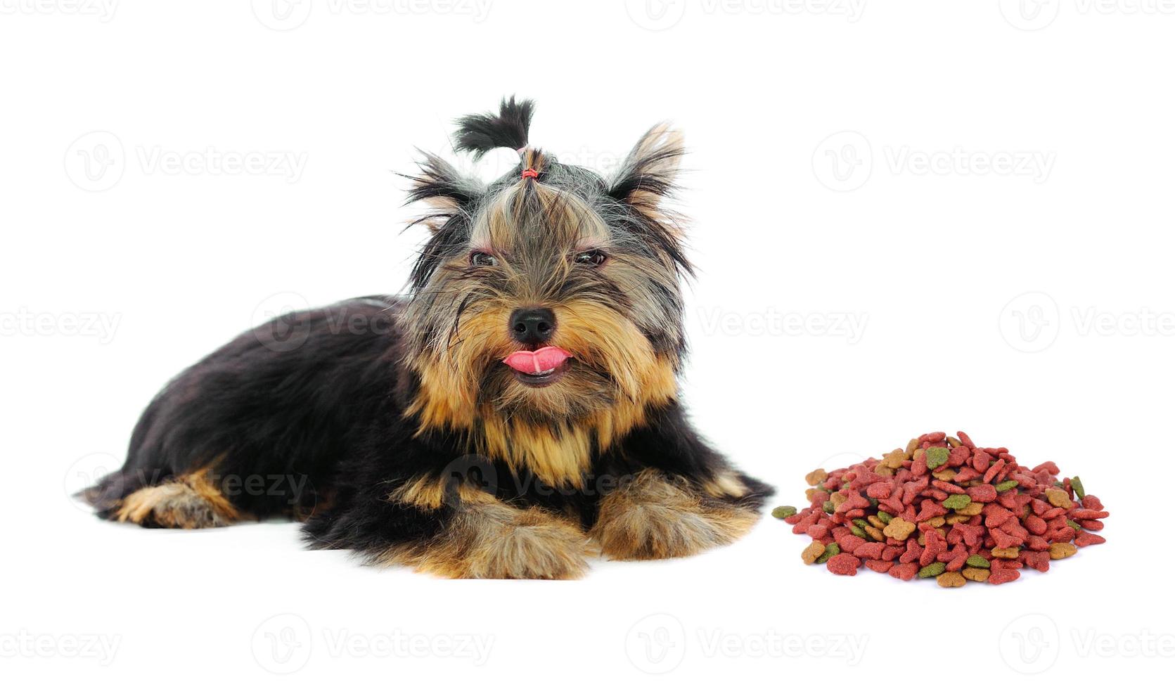 yorkshire terrier en hondenvoer op witte achtergrond foto