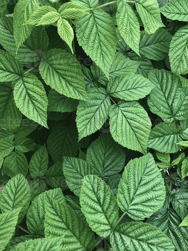 natuurlijk rijk groen kleur achtergrond. vers groen bladeren patroon van framboos struik. minimaal plantkunde textuur. foto