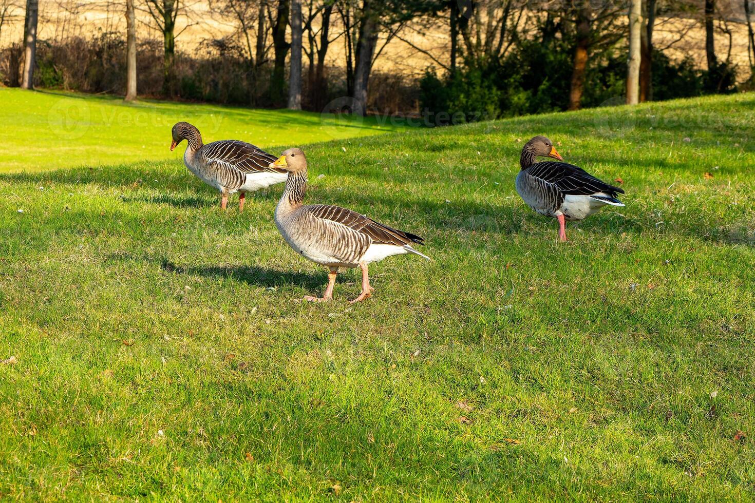 eenden Aan een weide in de stad park foto