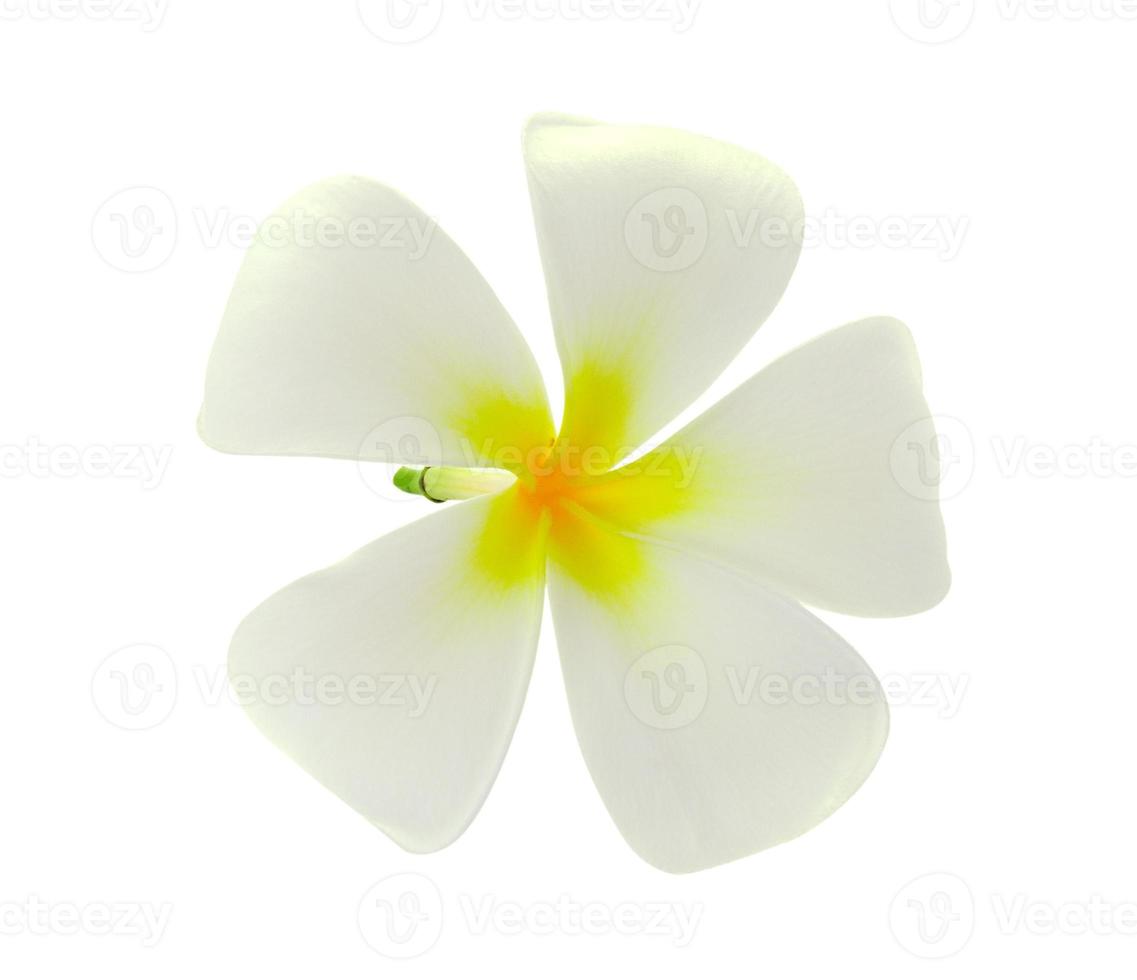 tropische bloemen frangipani geïsoleerd op witte achtergrond foto