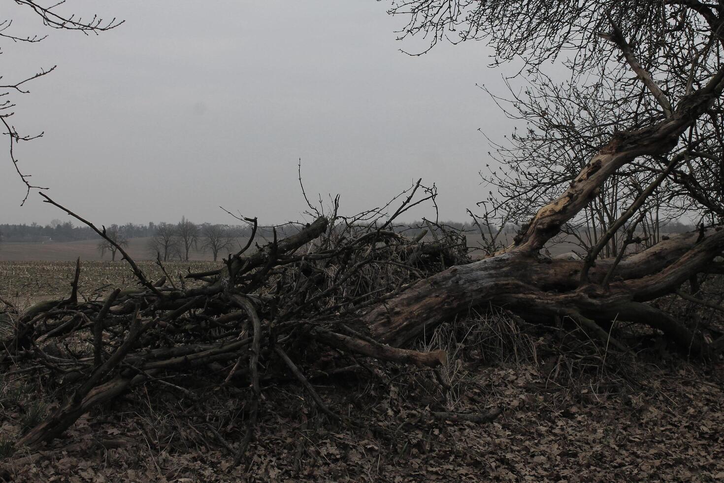 gemakkelijk natuur foto