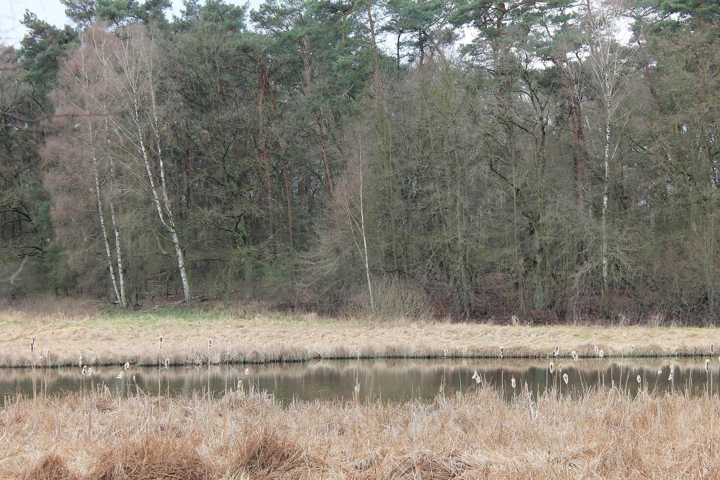 natuur achtergrond foto