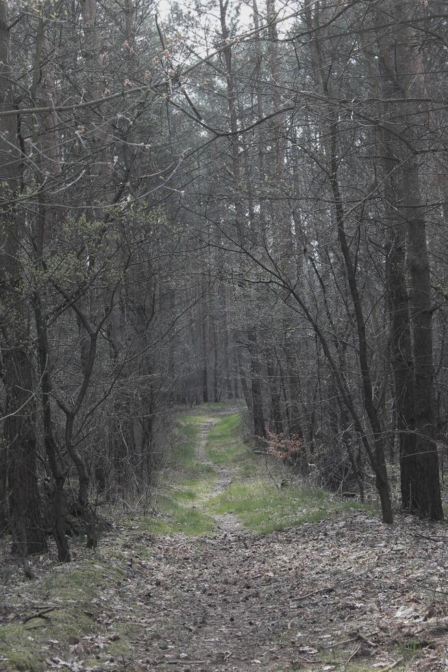 natuur achtergrond foto