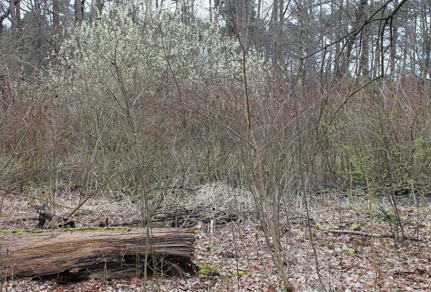 natuur achtergrond foto