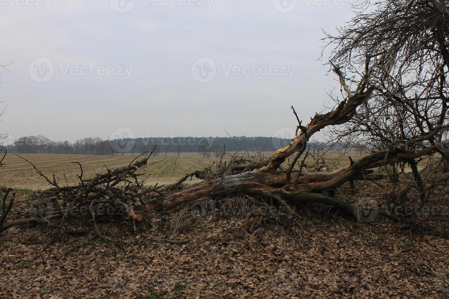 gemakkelijk natuur foto