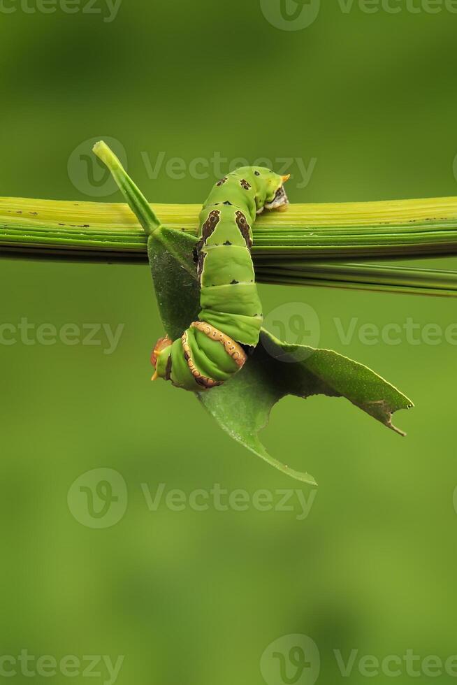 een rups- citrus zwaluwstaart foto