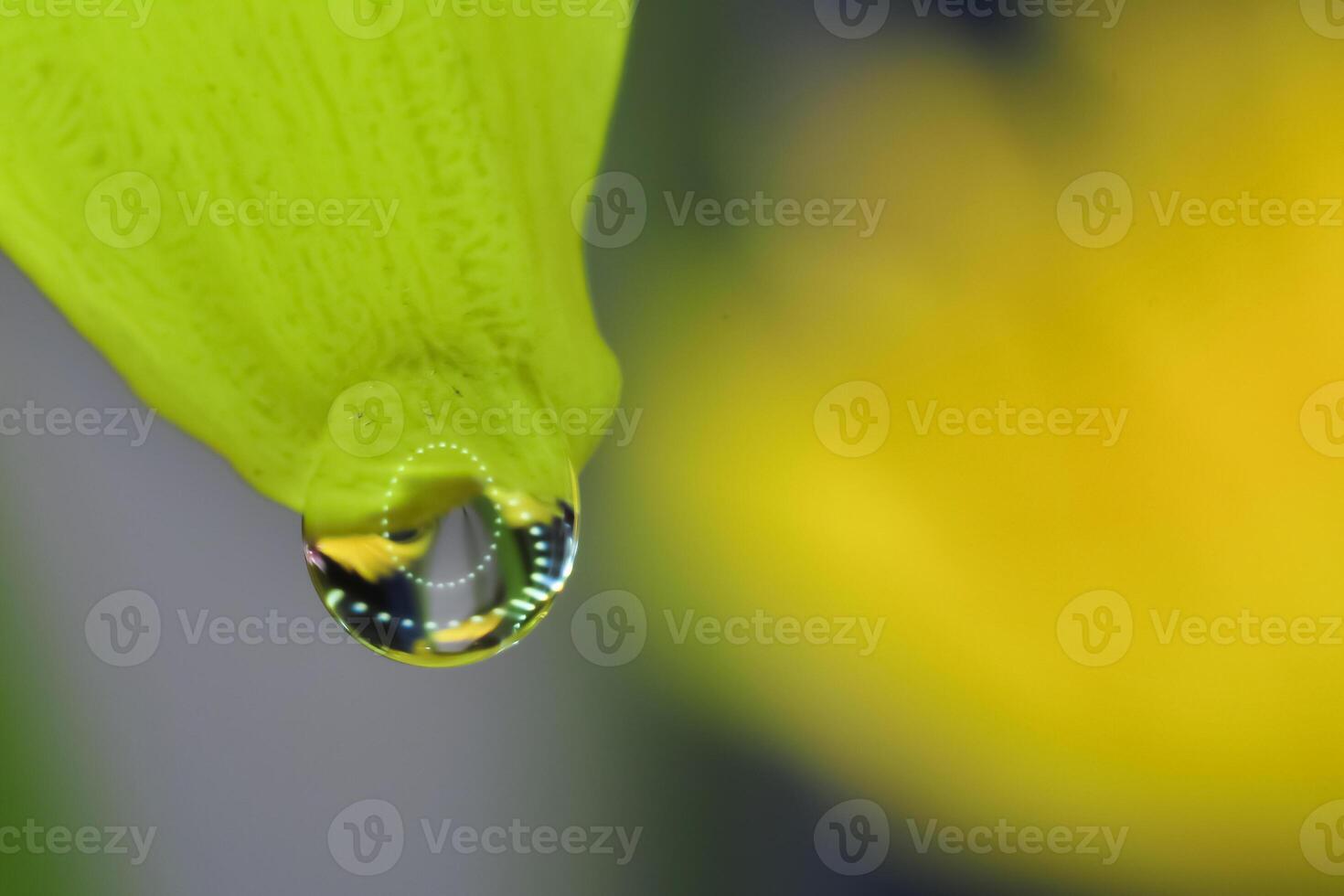 een laten vallen van dauw Aan de top van een chrysant bloem foto