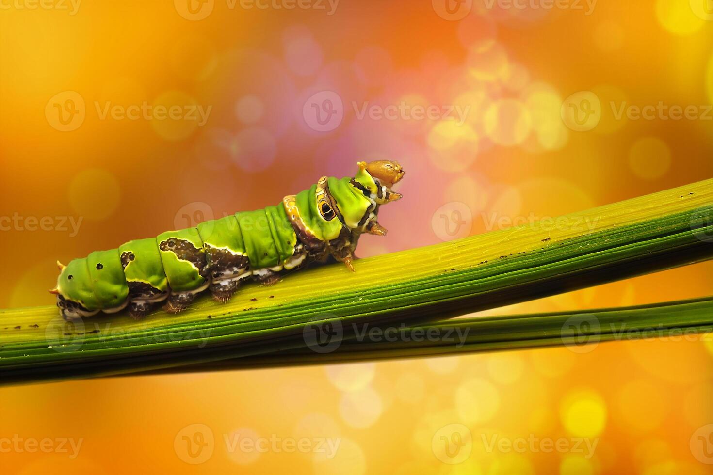 een rups- citrus zwaluwstaart foto