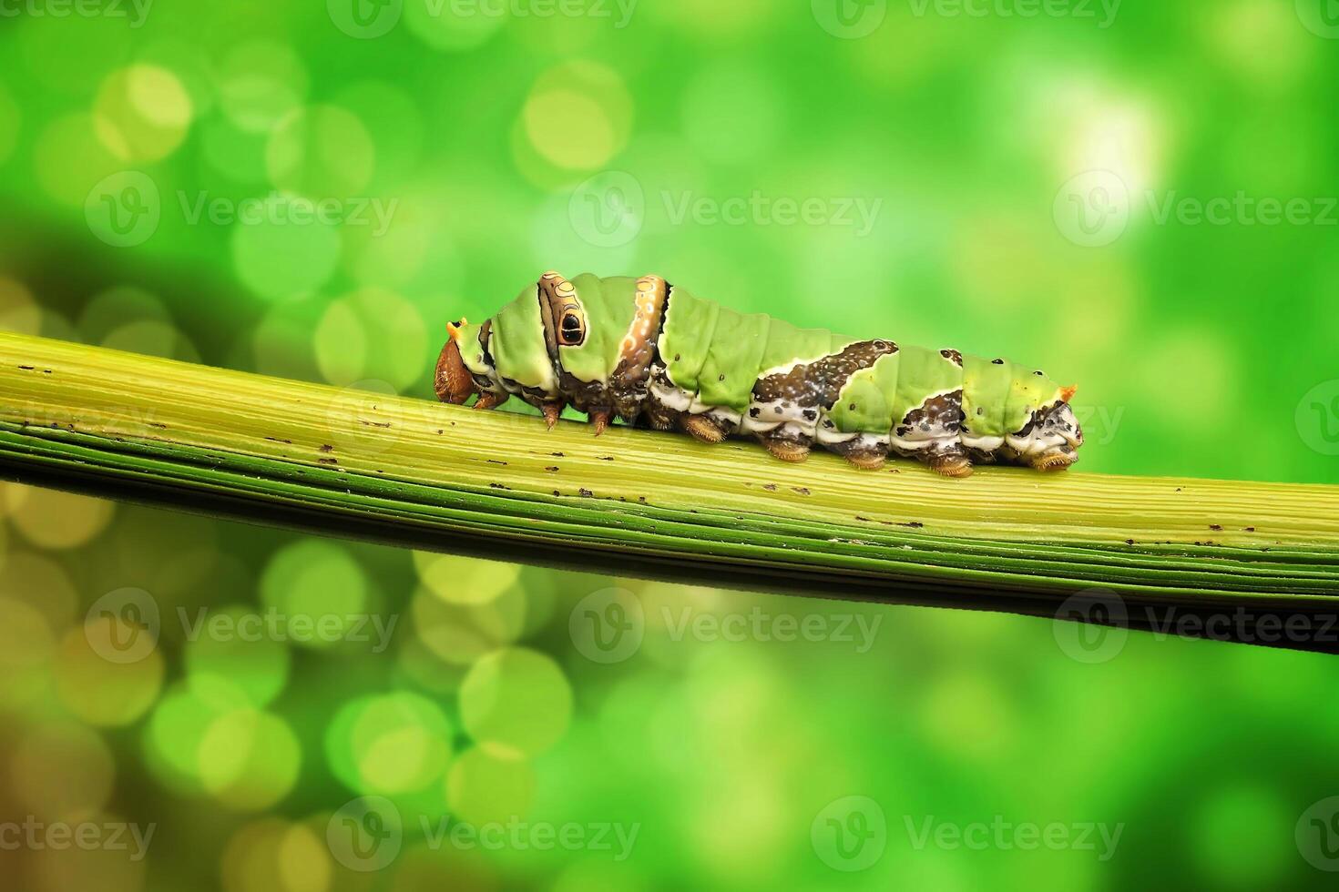 een rups- citrus zwaluwstaart foto