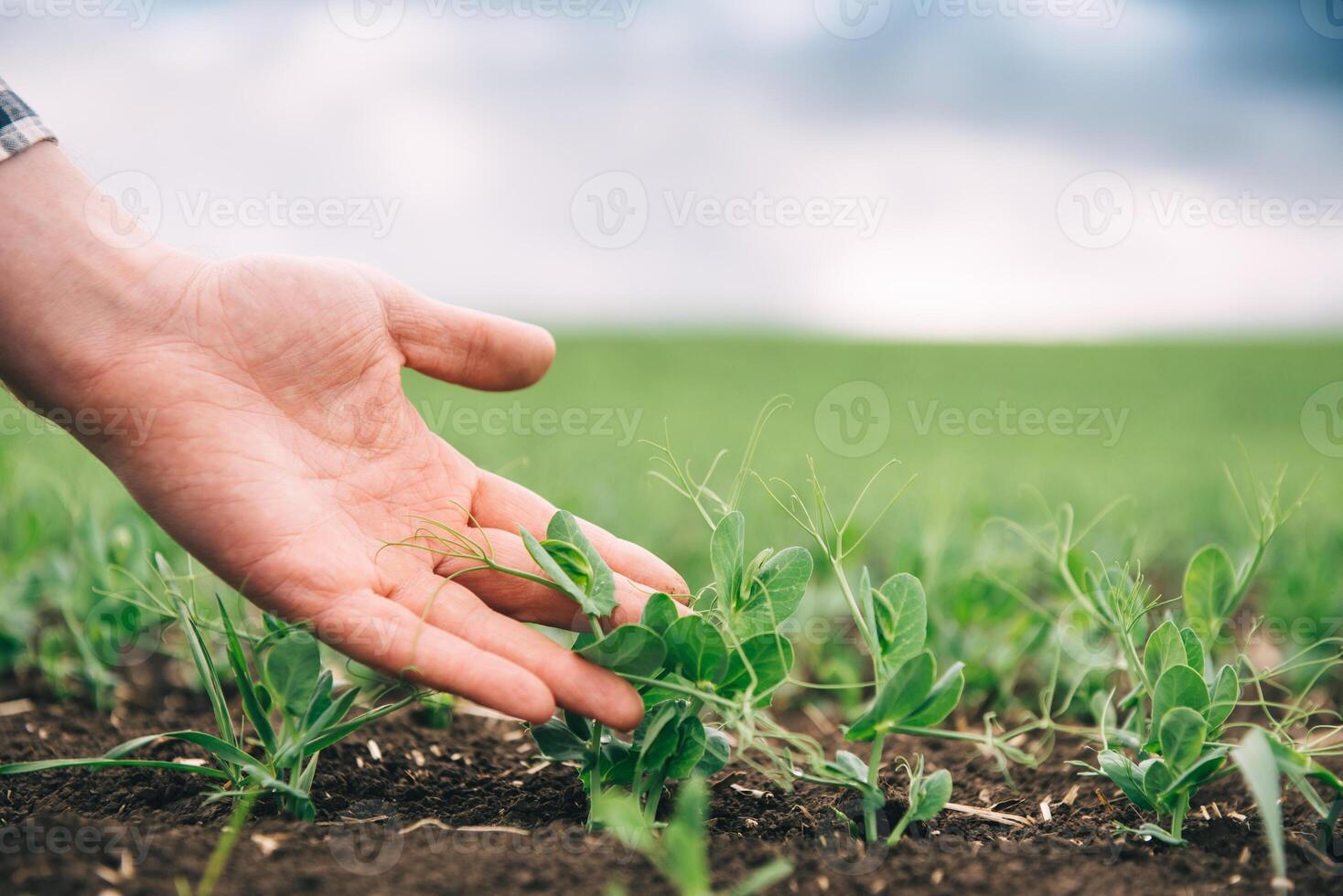 boer is aan het studeren de ontwikkeling van groente erwten. boer is zorgzaam voor groen erwten in veld. de concept van landbouw. boer onderzoekt jong erwt schiet in een gecultiveerd agrarisch Oppervlakte. foto