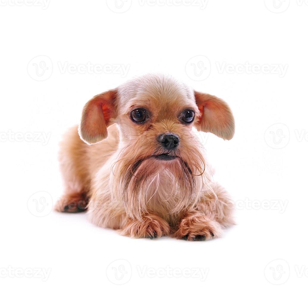 shih tzu hond in studio op een witte achtergrond foto