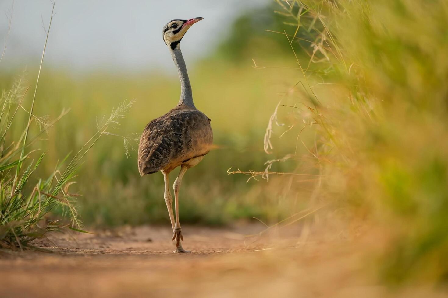 een groot vogel vliegend over- een rots met haar Vleugels verspreiding foto