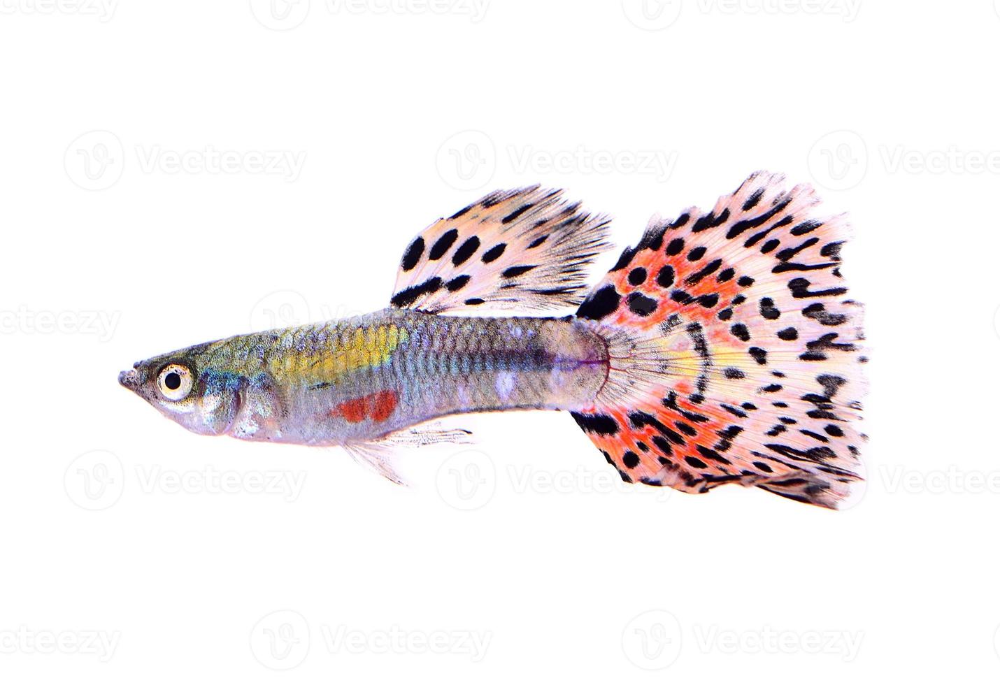guppy vis geïsoleerd op witte achtergrond foto