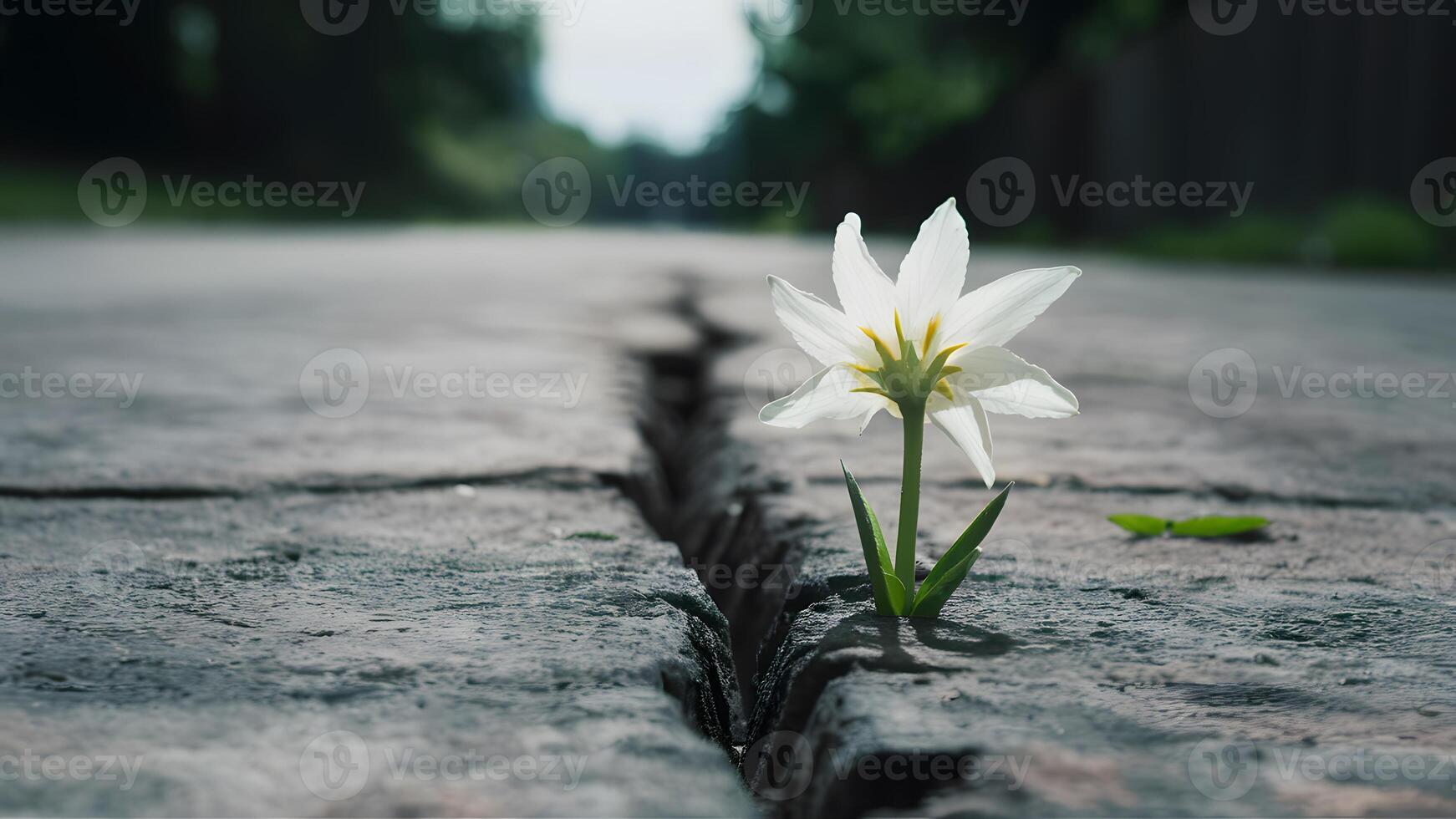 ai gegenereerd zacht focus vangt wit bloem opkomend van barst Aan straat foto