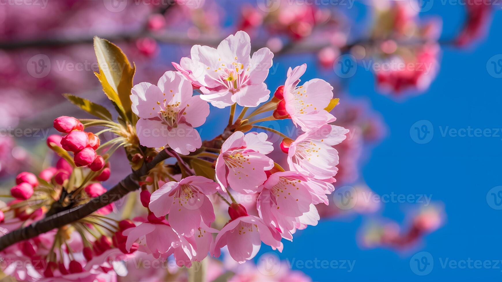 ai gegenereerd beeld kers bloesem boom macro detail met roze blauw achtergrond foto