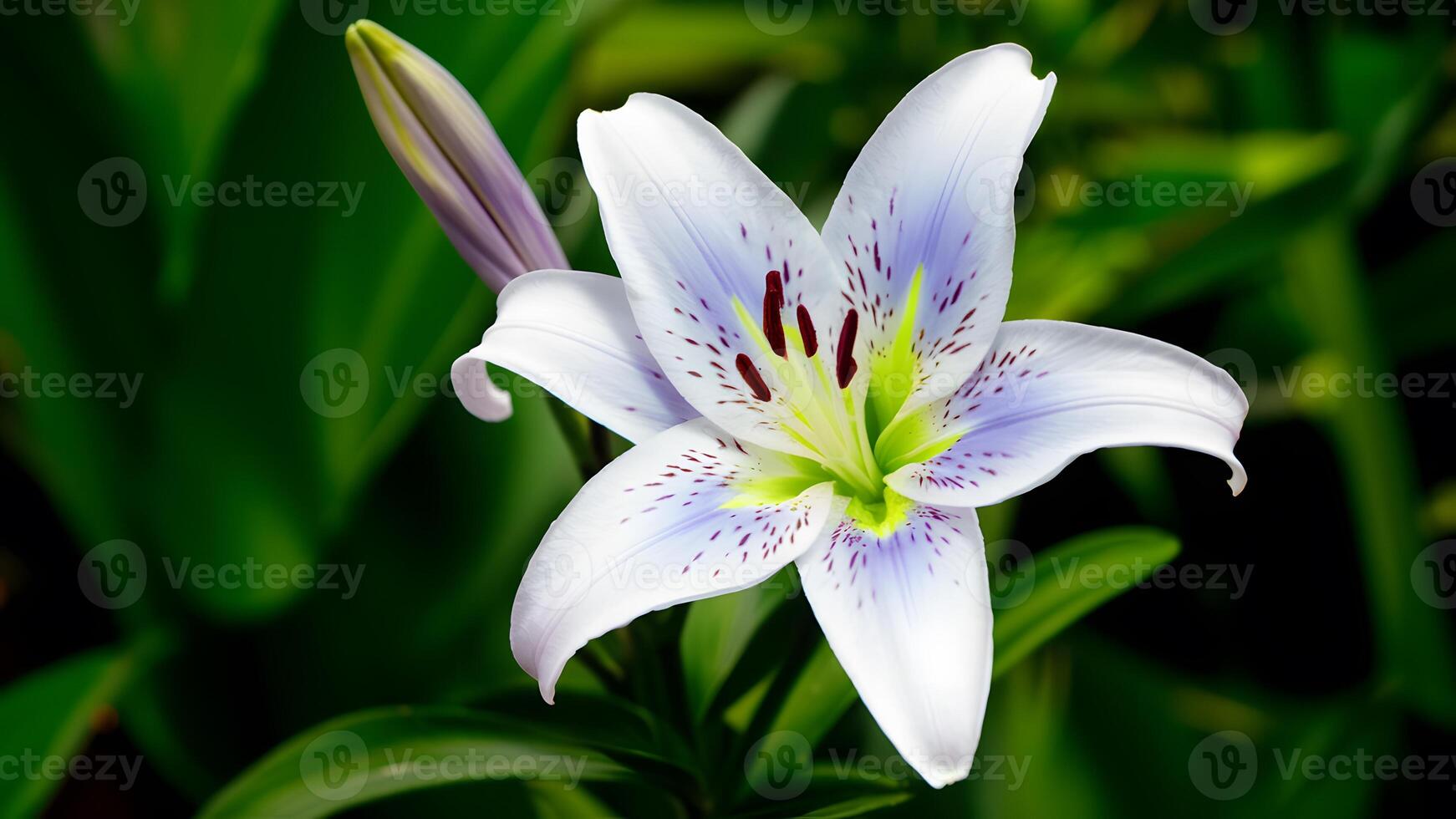 ai gegenereerd blauw lelie bloem geïsoleerd Aan wit achtergrond, detailopname natuur foto