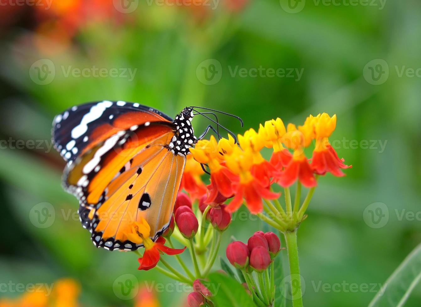 vlinder op oranje bloem foto