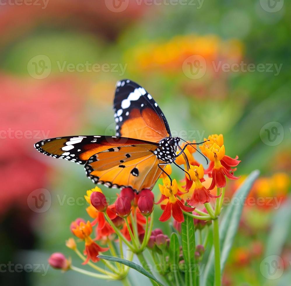 vlinder op oranje bloem foto