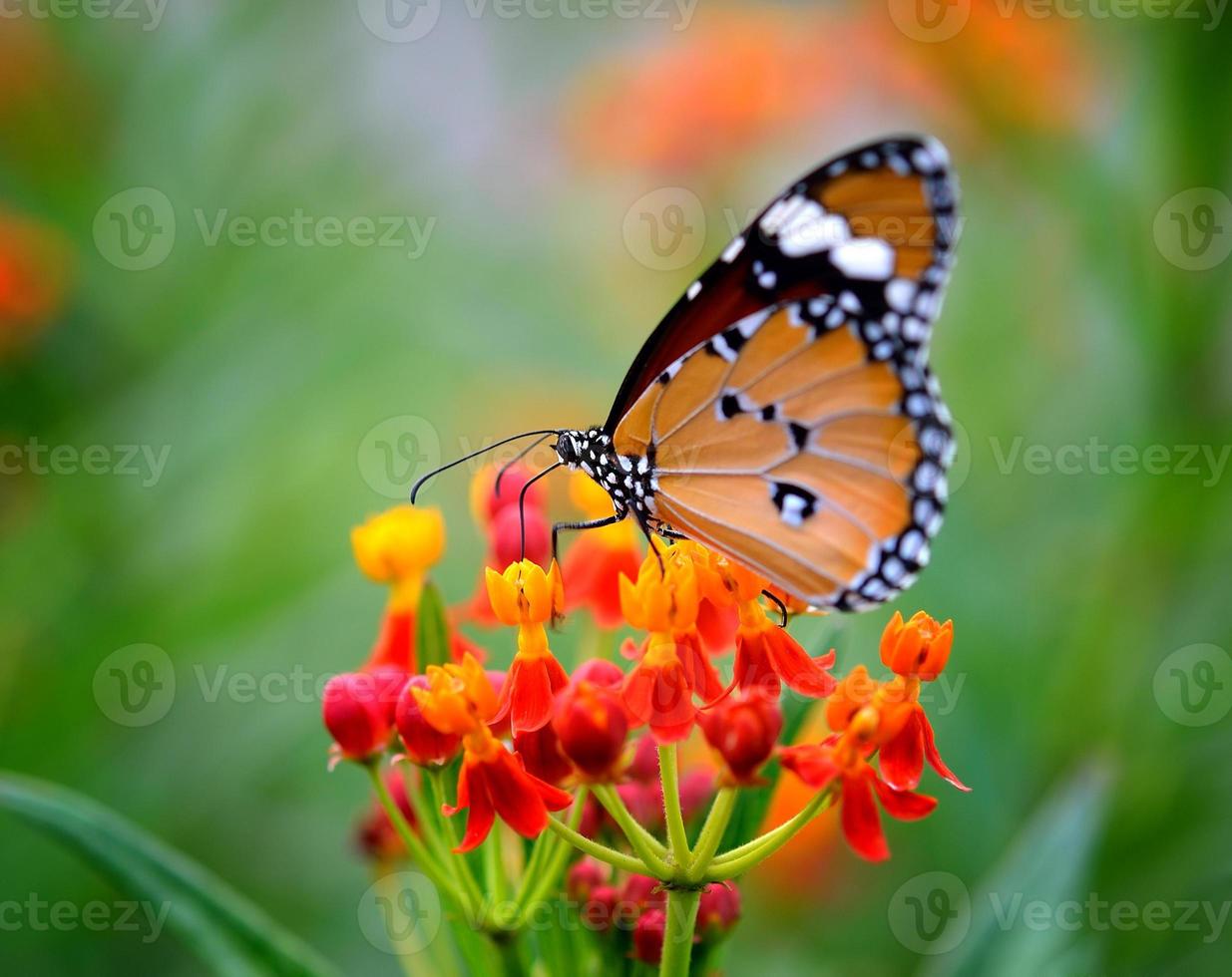 vlinder op oranje bloem in de tuin foto