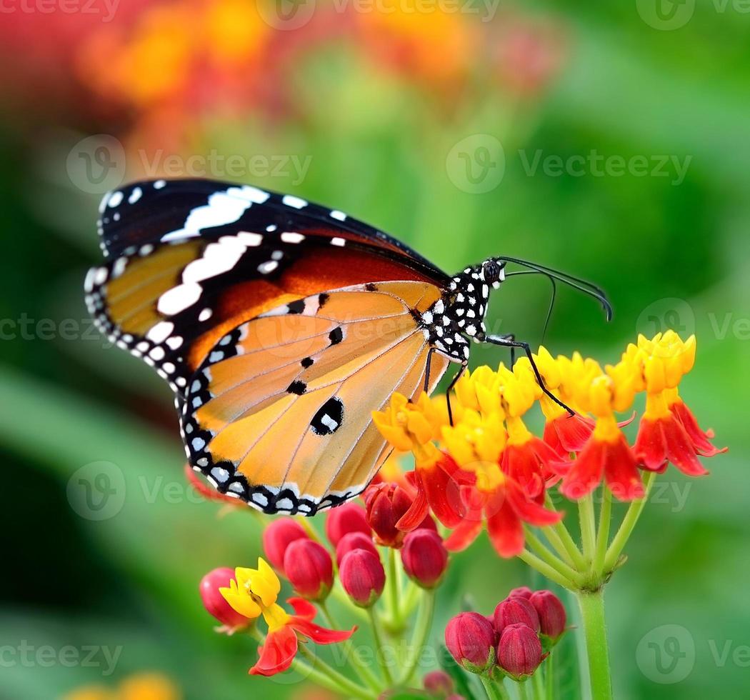 vlinder op oranje bloem in de tuin foto