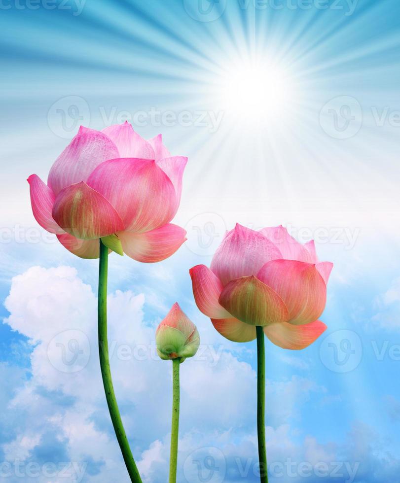 roze lotusbloem en zonlicht op blauwe hemelachtergrond foto