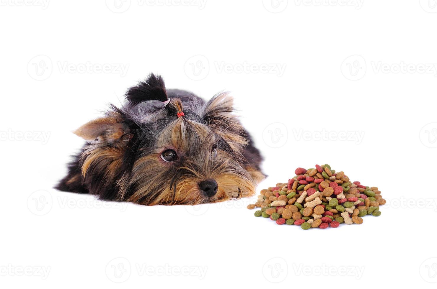 yorkshire terrier en hondenvoer op witte achtergrond foto