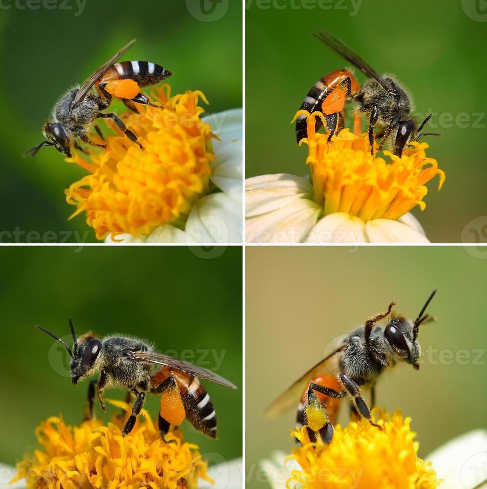 close-up bijen op bloem foto