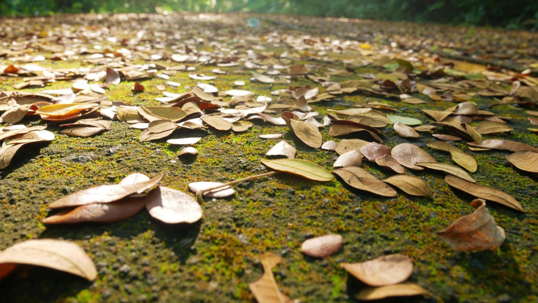 bladeren vallen van boomtakken op de grond foto