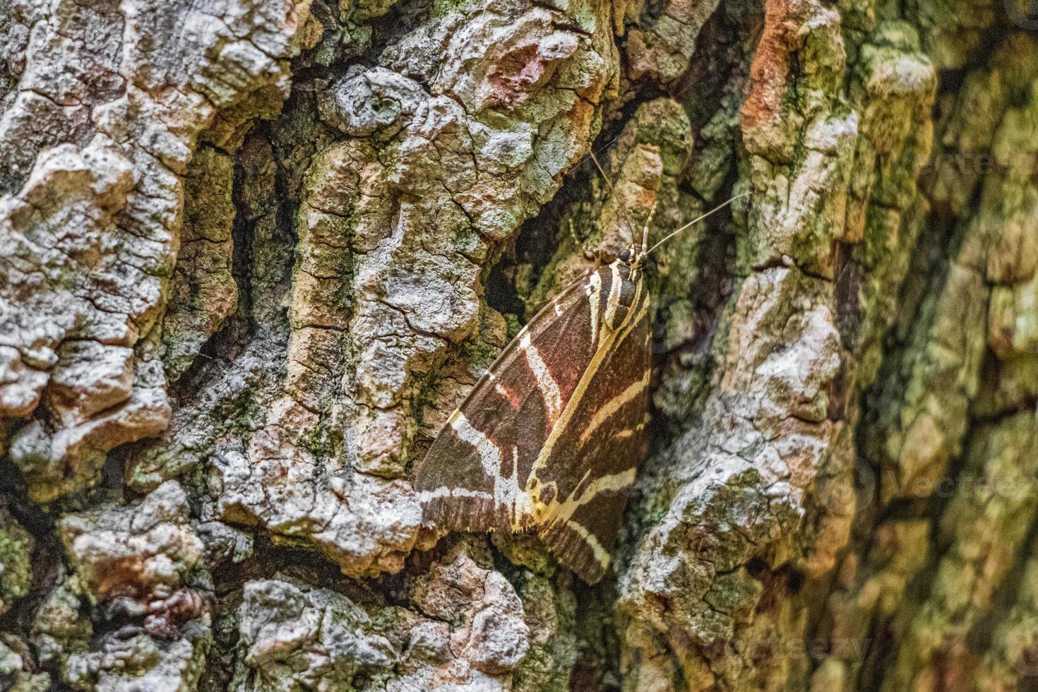 russische beer vlinder in de natuur vlinders vlindervallei rhodos griekenland. foto