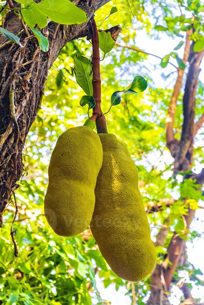 jackfruit groeit op jack tree in rio de janeiro brazilië. foto