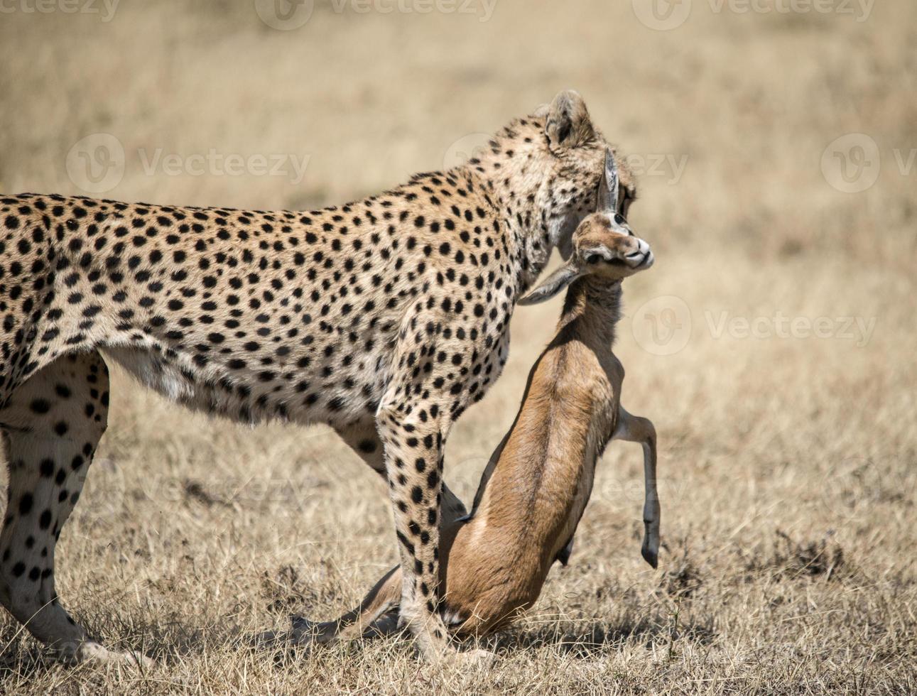 cheetah met gazelle kill foto