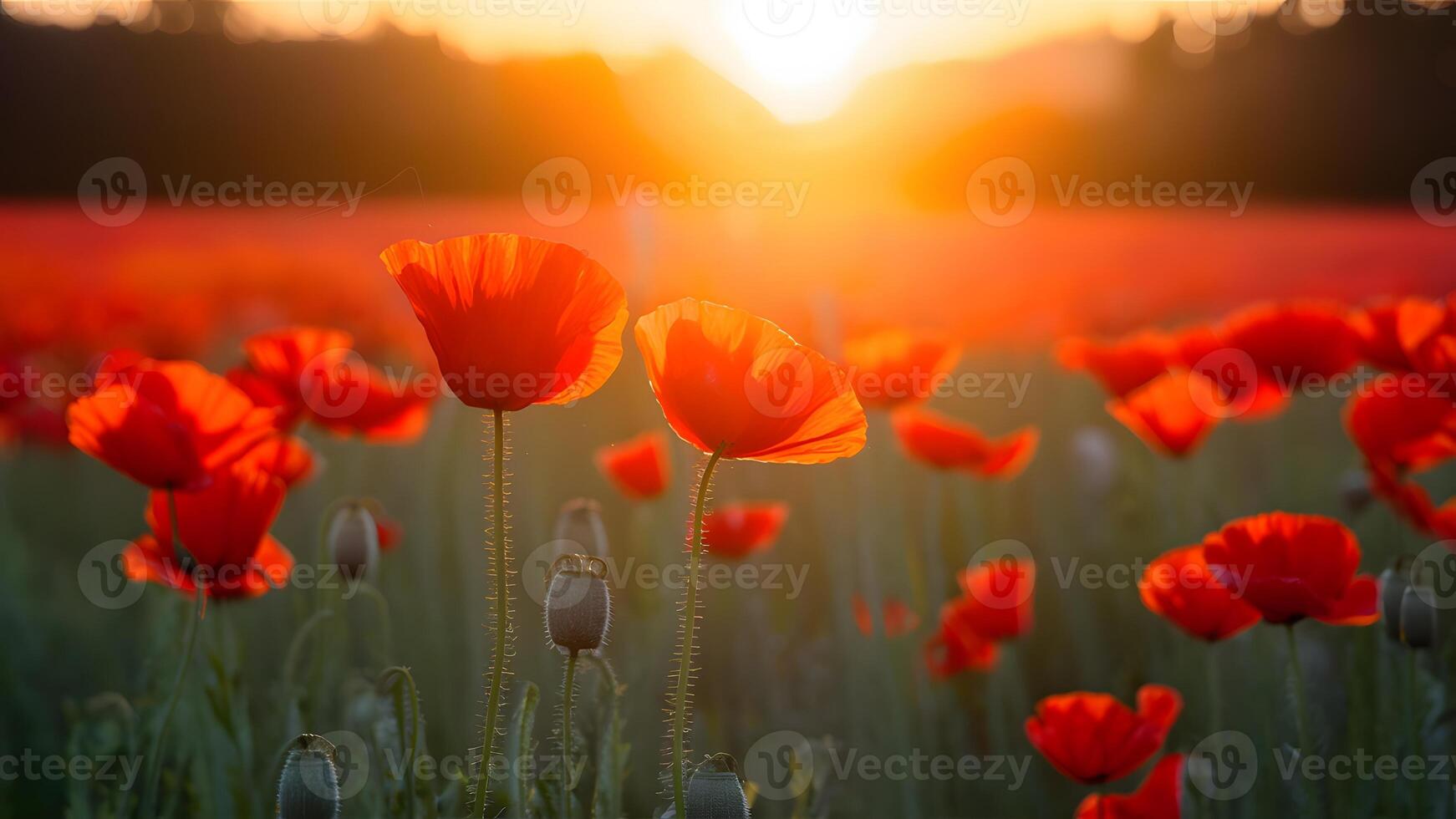 ai gegenereerd papaver veld- Bij zonsondergang creëert dromerig wazig achtergrond sfeer foto