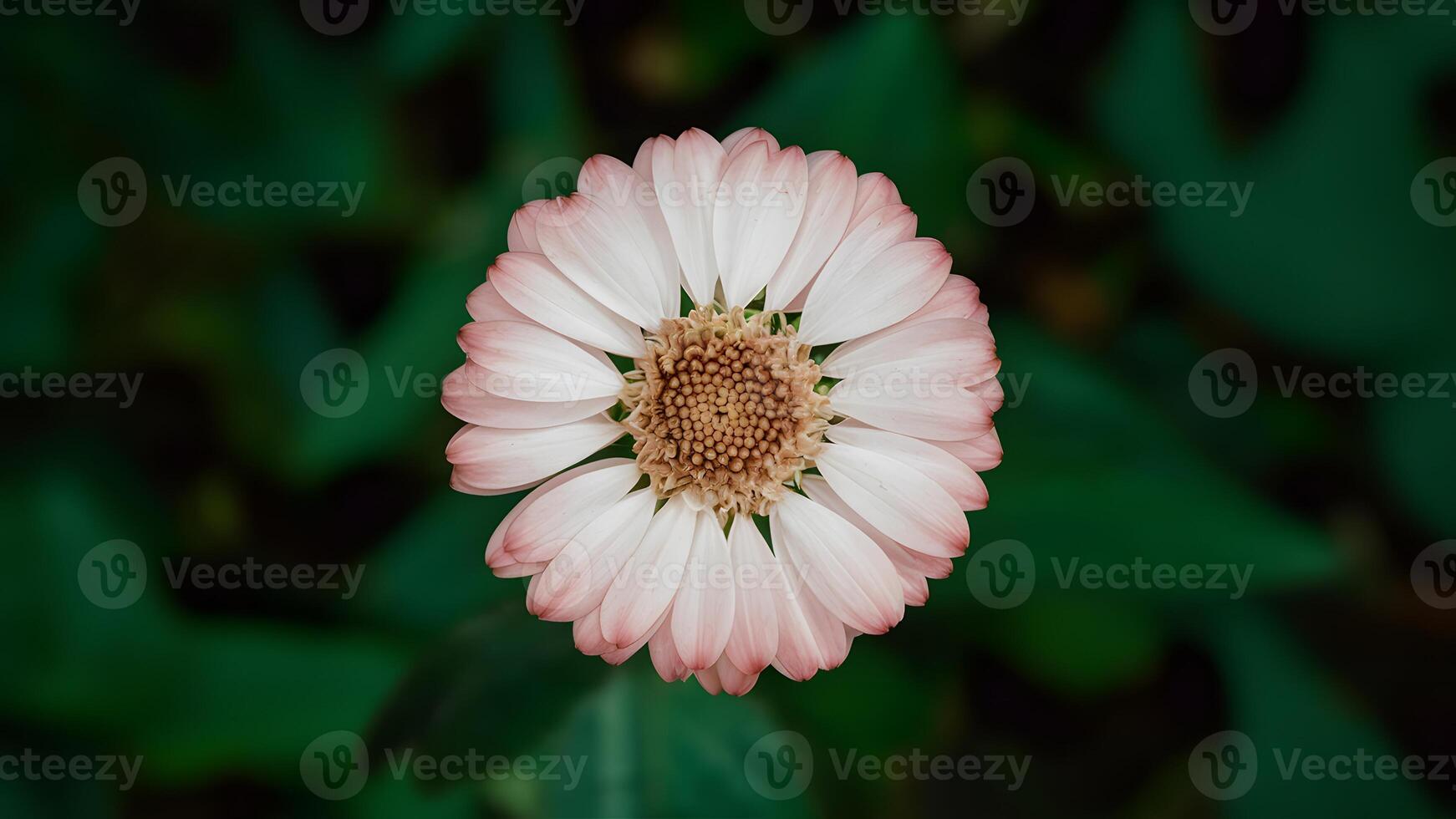 ai gegenereerd mooi bloem geïsoleerd Aan groen achtergrond, bosjes cirkel foto