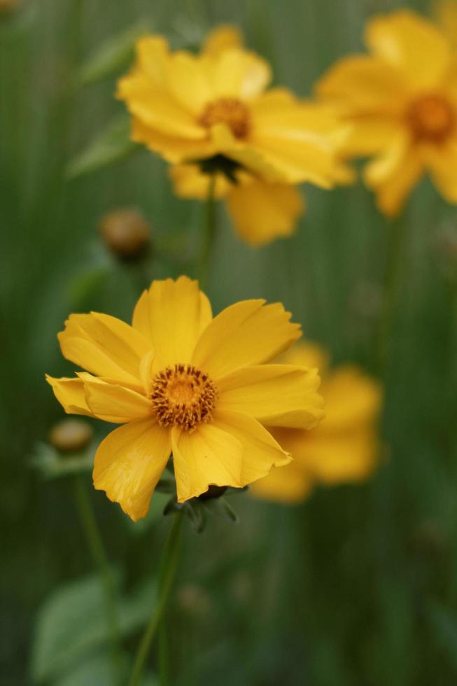 gele madeliefjesbloemen foto