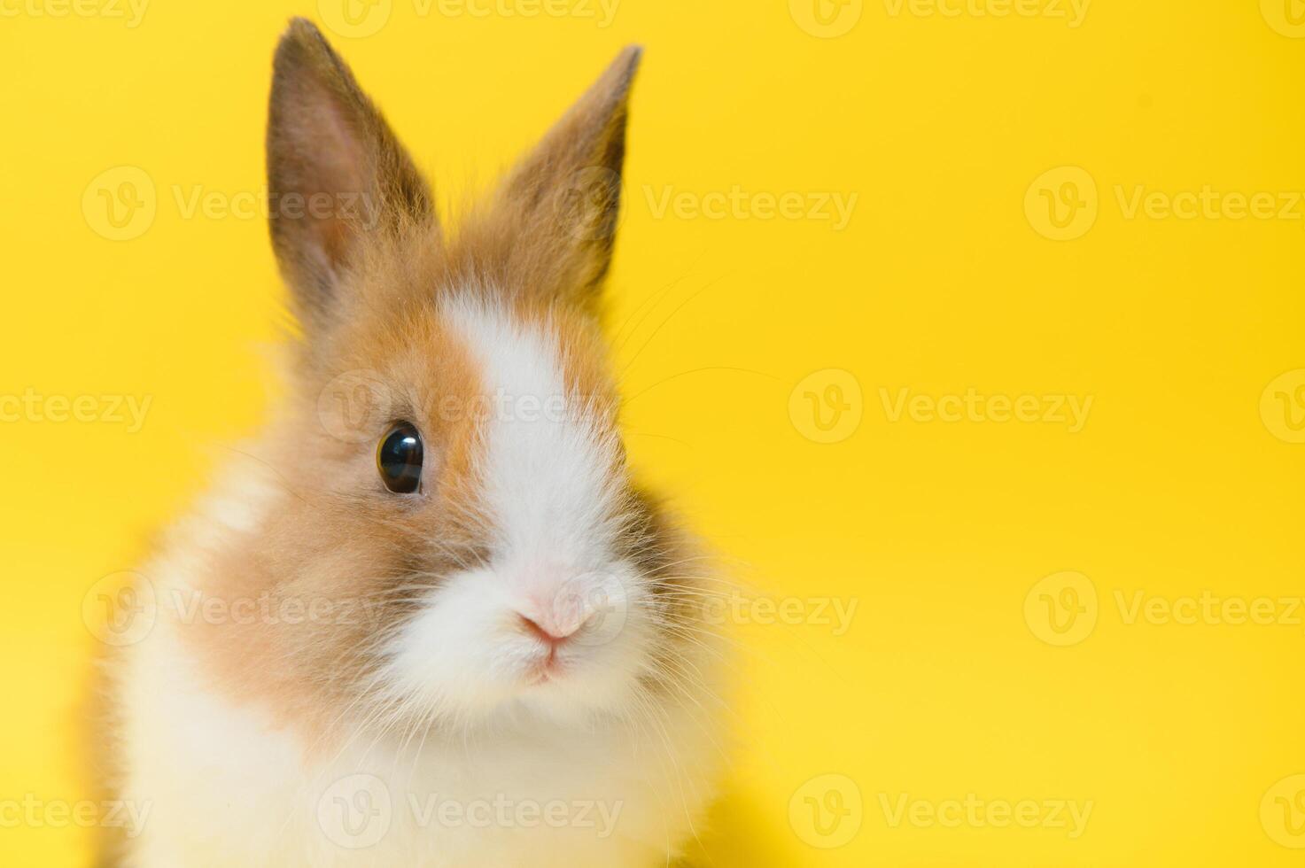 schattig konijn Aan geel achtergrond. Pasen symbool foto