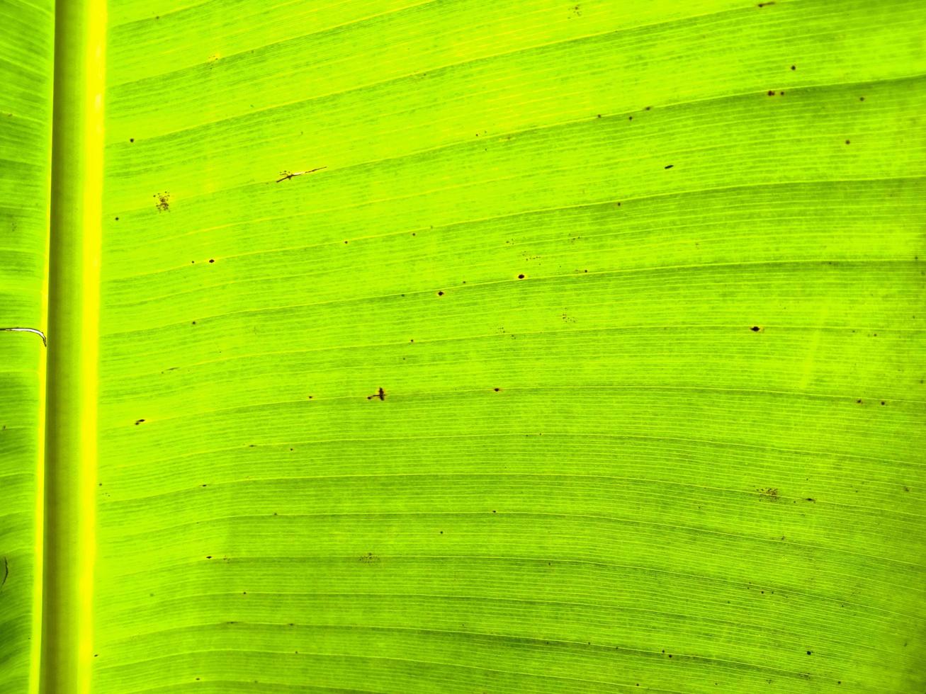 close-up groen blad textuur foto