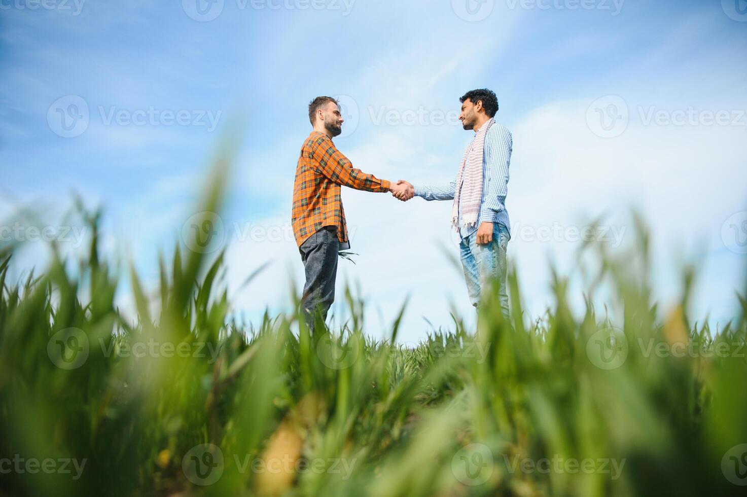 Indisch en Europese boeren staan in een veld- van groen tarwe foto