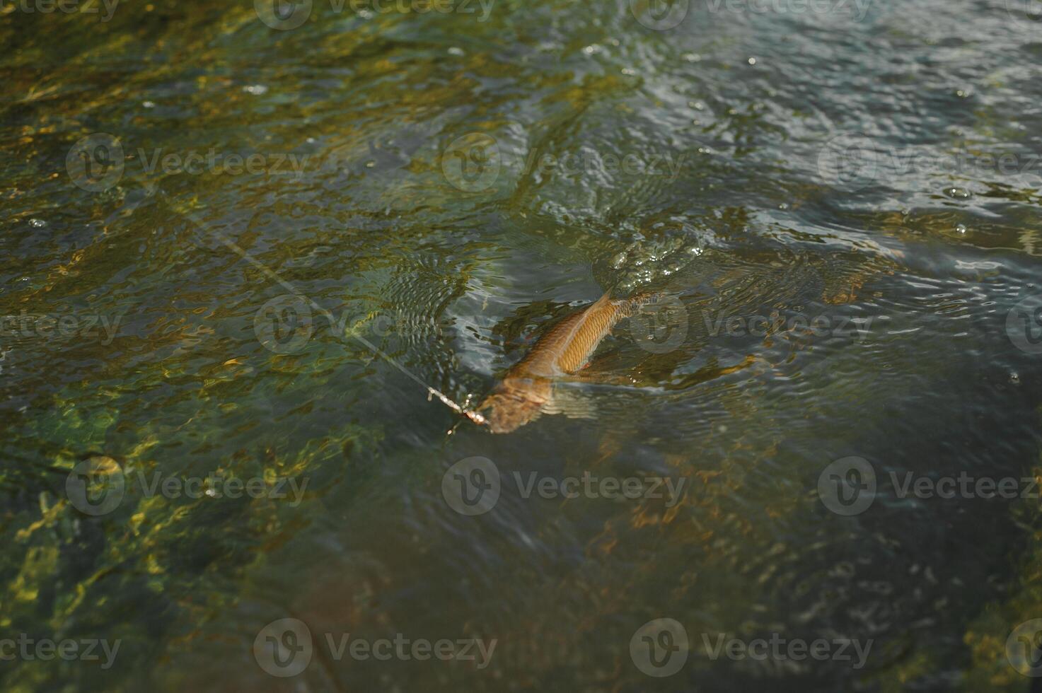 visser, vis Aan een haak in de water foto