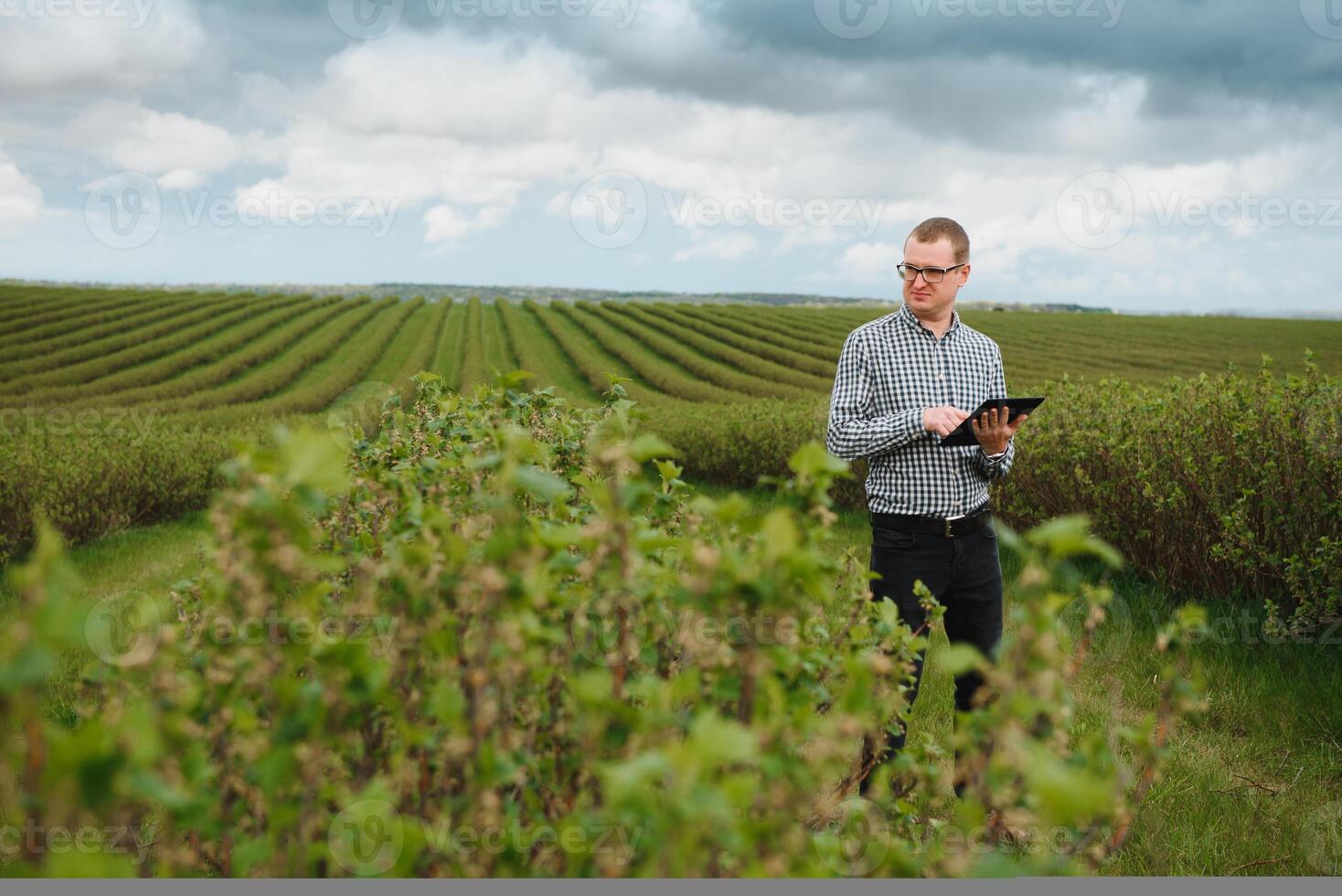 jong boer met een tablet Aan een bes veld. fruit en BES landbouw. de boer inspecteert de bes Bijsnijden. agribusiness concept. foto