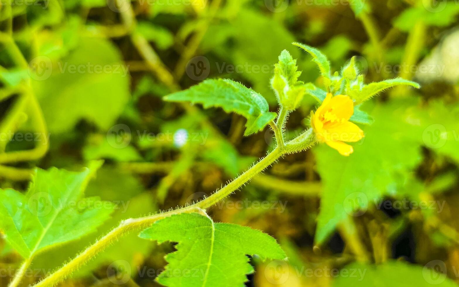 geel mooi tropisch bloemen en planten in Mexico. foto