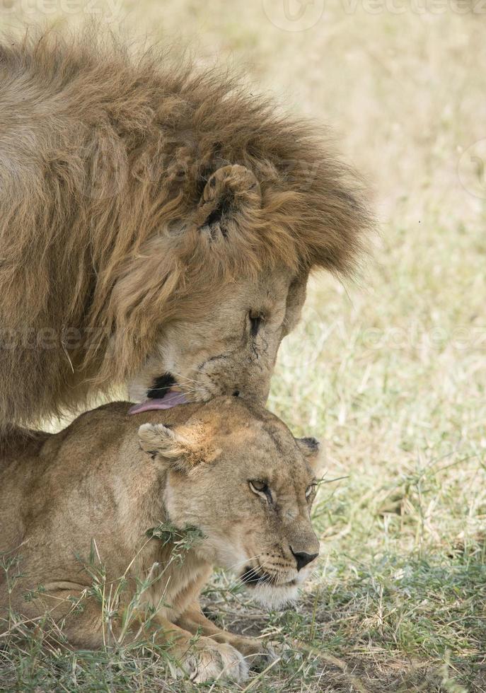 parende Afrikaanse leeuwen foto