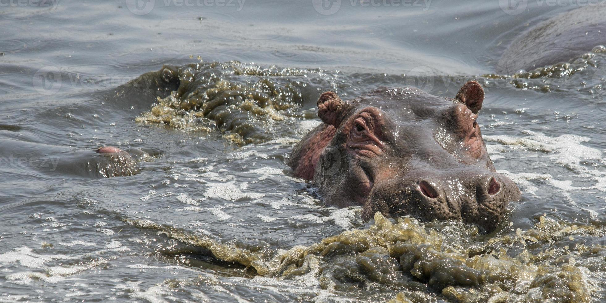 nijlpaard stromend water foto