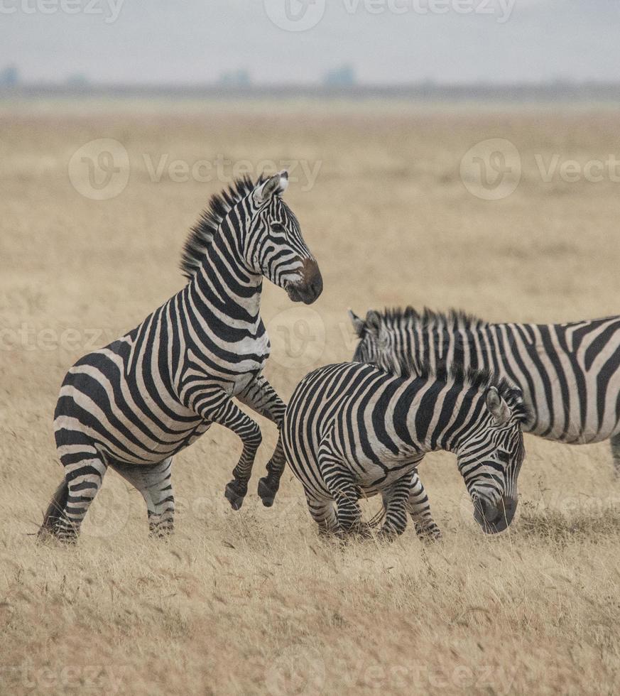 vechtende zebra's, ngorongoro foto