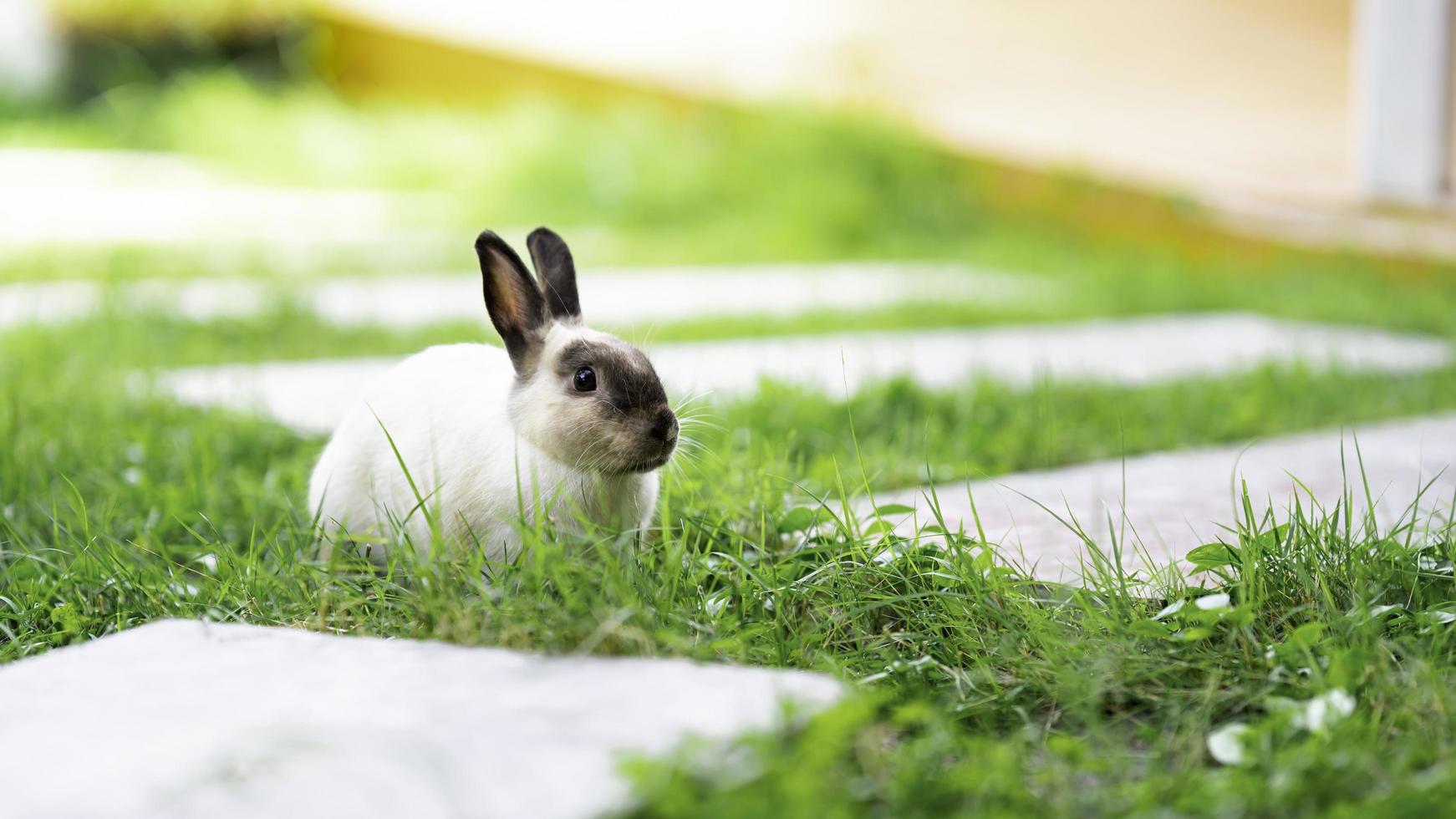 klein konijn op groen gras in de zomer of lente. foto