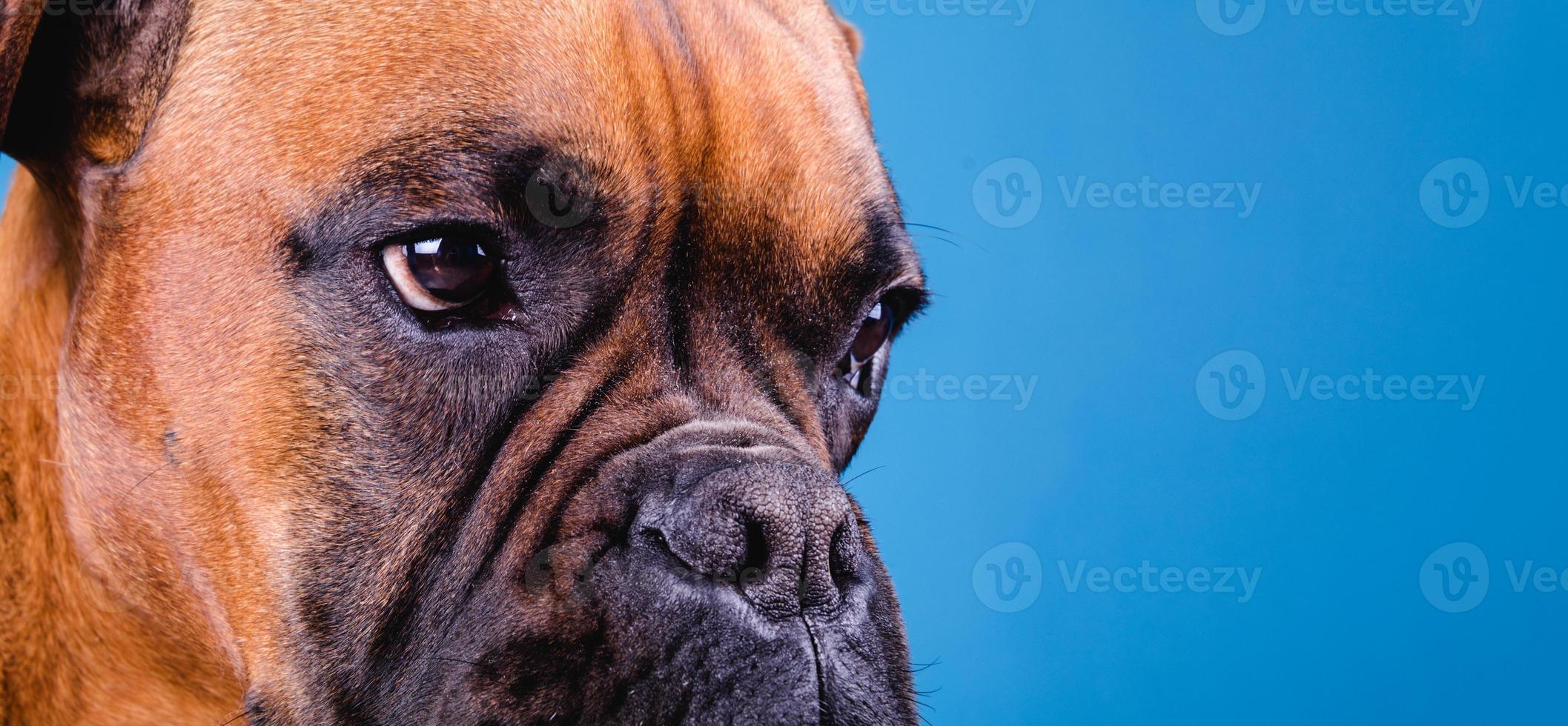 bokserhond in de fotostudio op blauwe achtergrond. kopieer ruimte foto