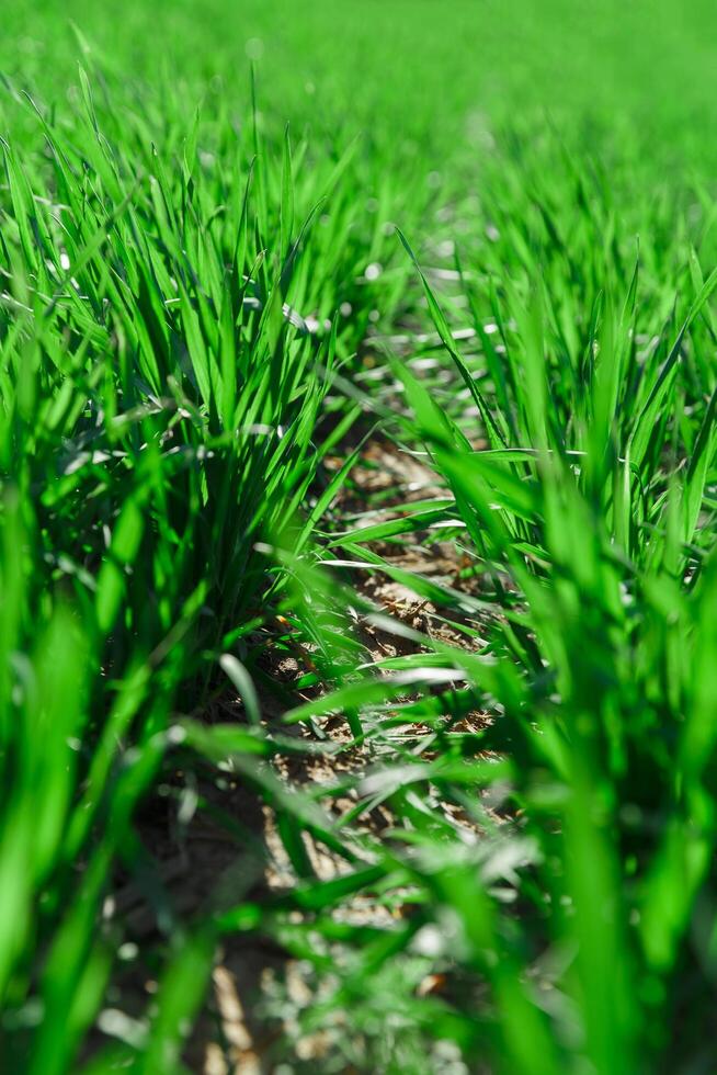 voorjaar gras Aan de veld, groen gras, gras groeit Aan de veld, veld- in voorjaar foto