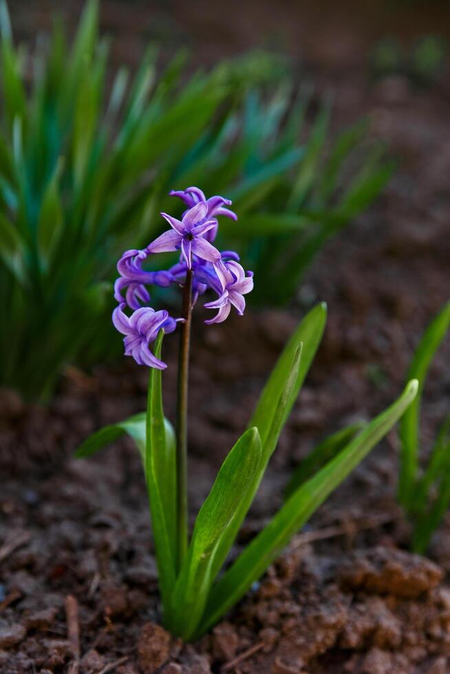 bloemen in een bloem bed, bloemen bloeien in lente, bloemen in lente, bloem bed foto