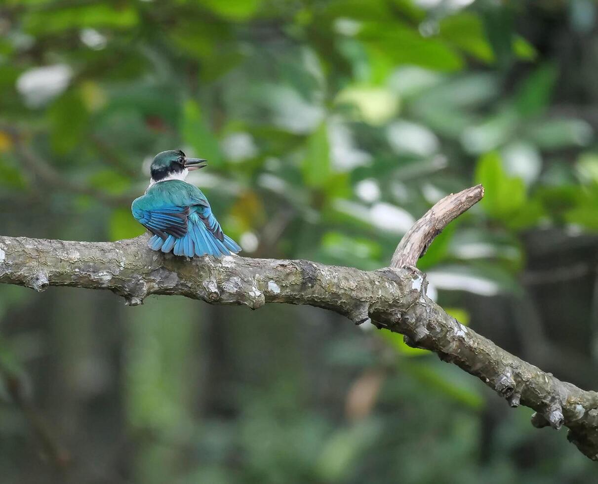 vogel fotografie, vogel afbeelding, meest mooi vogel fotografie, natuur fotografie foto